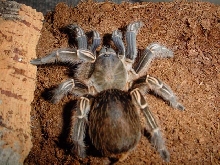 female seemanni
