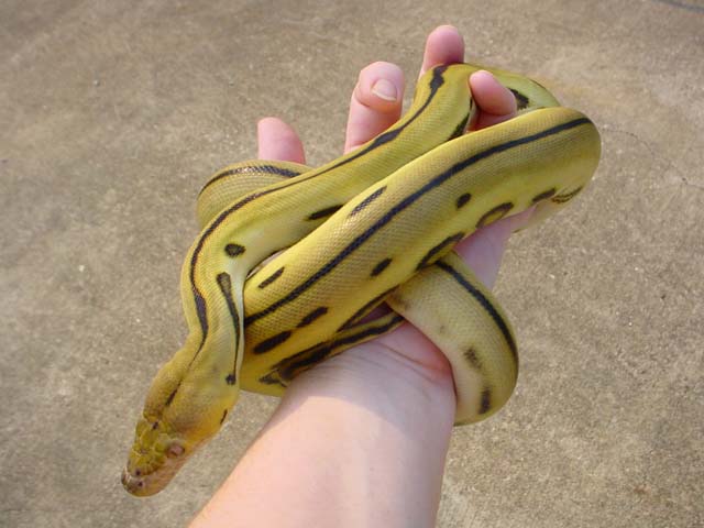 my baby super tiger