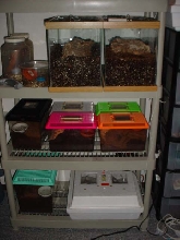 tarantula setup