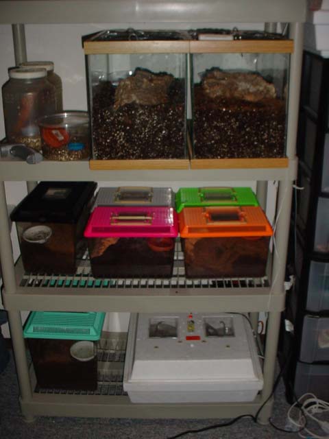 tarantula setup