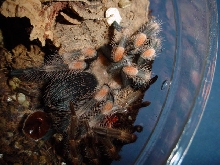 B. smithi just molted