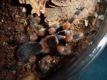 B. smithi