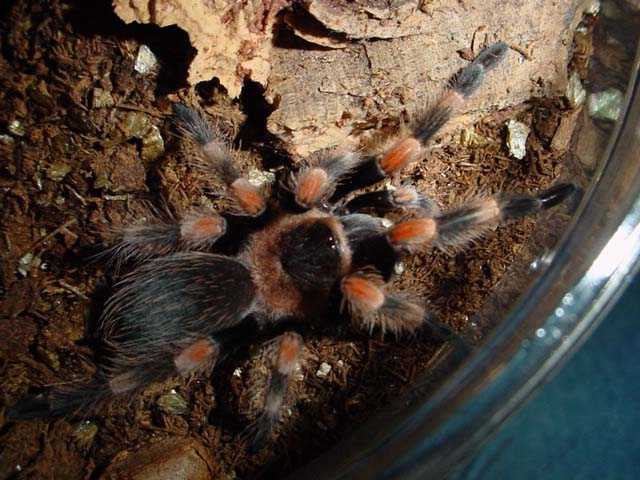 B. smithi