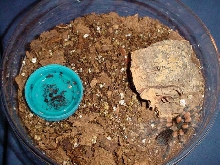 B. smithi setup