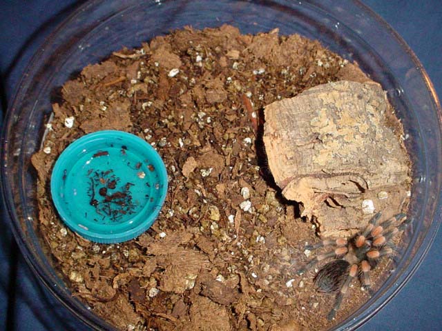 B. smithi setup