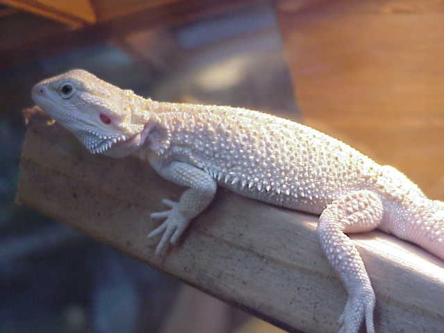 My Beautiful Snow