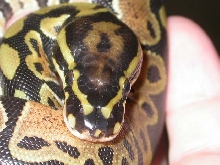 cute little spots on the nose