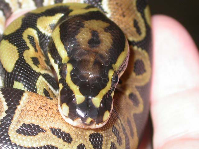 cute little spots on the nose