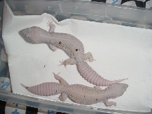 Spotty Blizzards