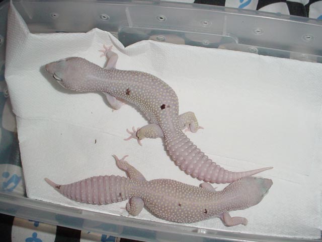 Spotty Blizzards