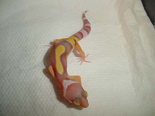 striped "ish" bell albino..it's a start