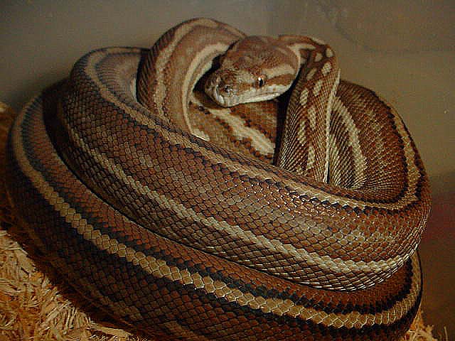 super striped Morelia bredli