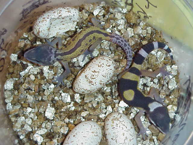 striped patternless