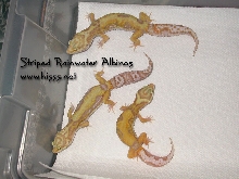 Striped Rainwater Albinos