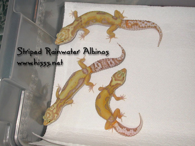 Striped Rainwater Albinos