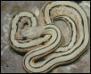 striped suboc