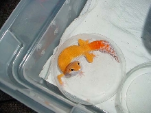 why oh why did his tail have to break off :-(