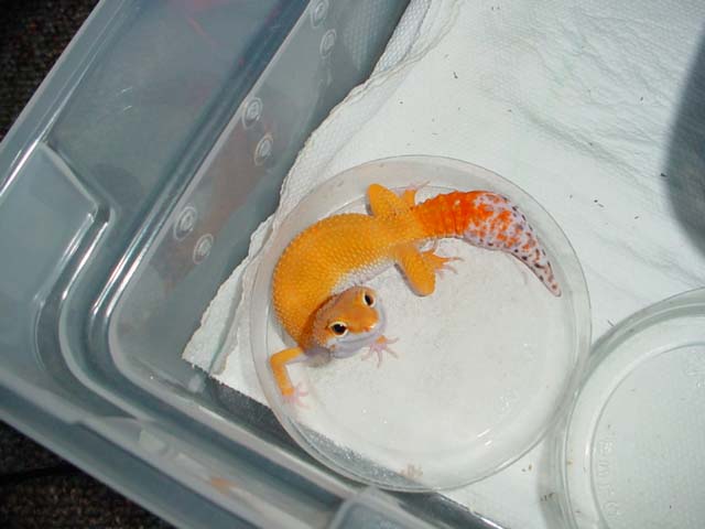 why oh why did his tail have to break off :-(