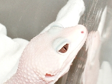 Tremper Blazing Blizzard, hmm