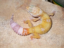 Tremper Hybino "Giant Line"
