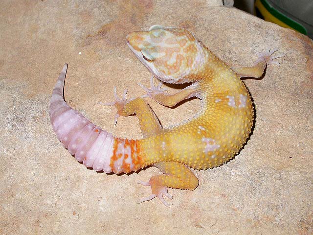 Tremper Hybino "Giant Line"