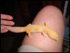 Tremper Jungle albino