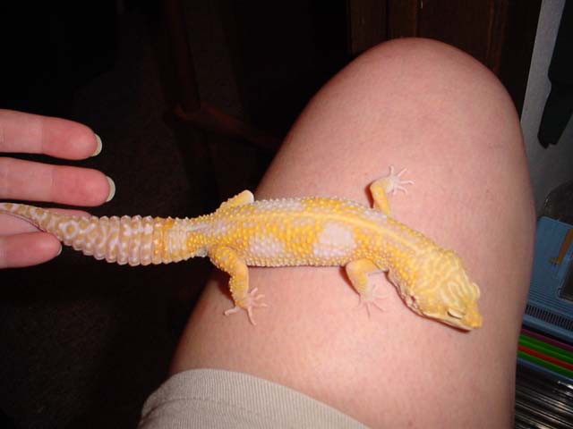 Tremper Jungle albino