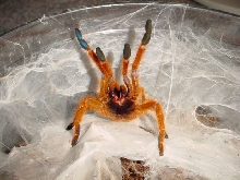 Scary, one of my usumbara