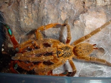 "usumbara" breeding