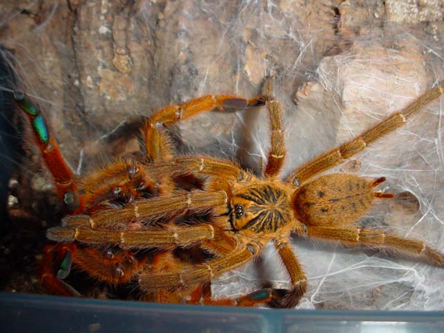 "usumbara" breeding