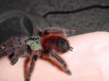 Sweet and beautiful Avicularia versicolor