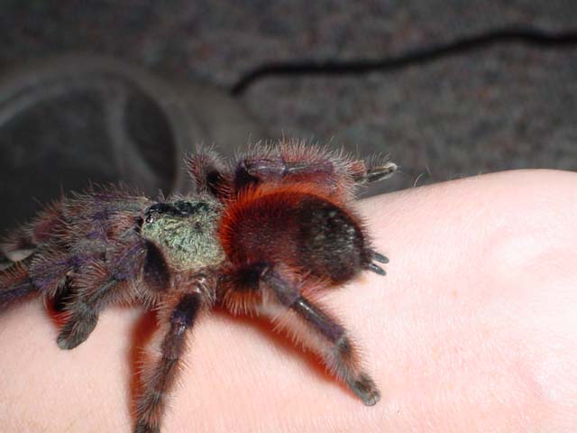 Sweet and beautiful Avicularia versicolor