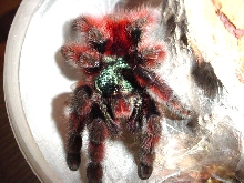 Avicularia versicolor, unsexed subadult