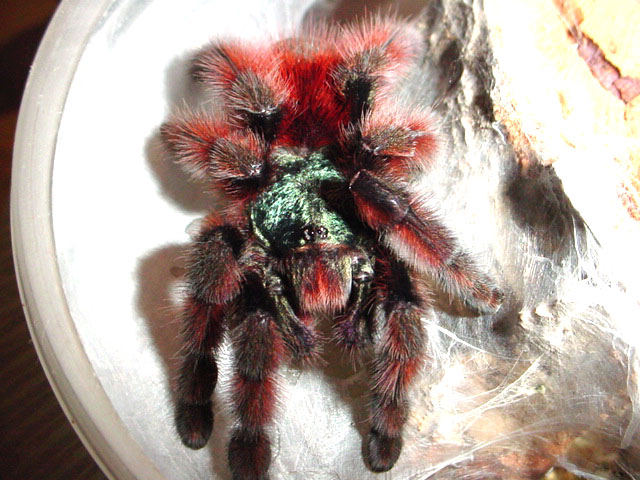 Avicularia versicolor, unsexed subadult