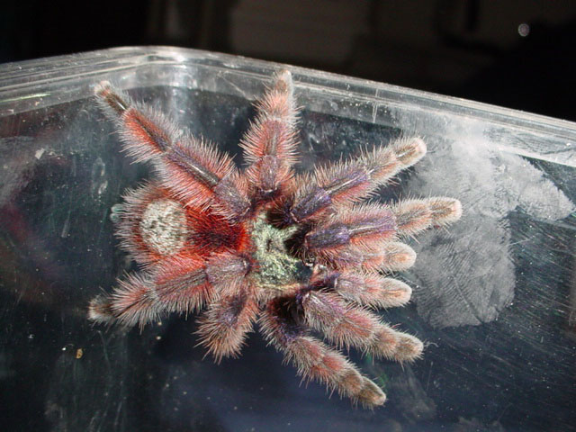 Avicularia versicolor