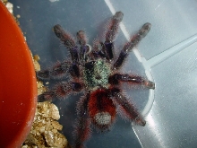 Avicularia versicolor