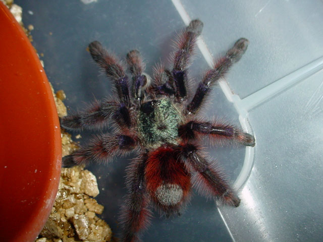 Avicularia versicolor