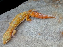 "Yankee" - male Albino Jungle Giant from Alberto