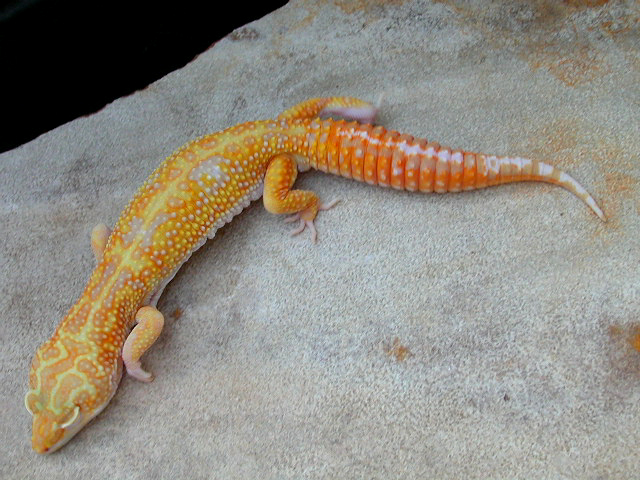 "Yankee" - male Albino Jungle Giant from Alberto