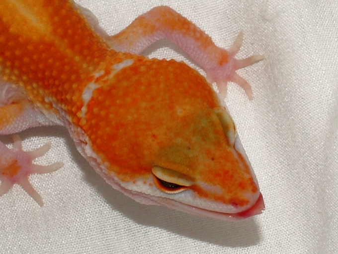 Baldy Tang Closeup