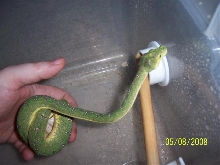 baby manokawari