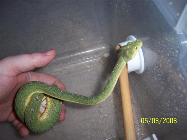 baby manokawari