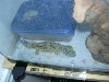 f/breeder