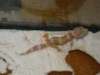 leo_2
