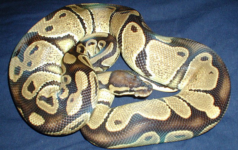 03female