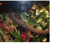 A. Ricordii?