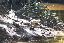 Caiman crocodilus