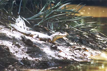 Caiman crocodilus
