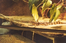 Caiman crocodilus