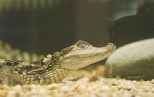 caiman crocodilus 18''